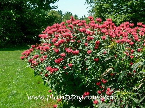 Monarda Balance